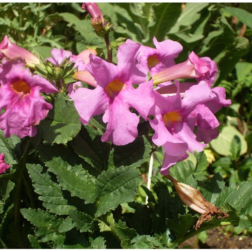 Havegloxinia - Incarvillea delavayi