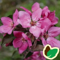 Æbletræ Vitalstar®