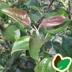 Æbletræ Vitalstar®