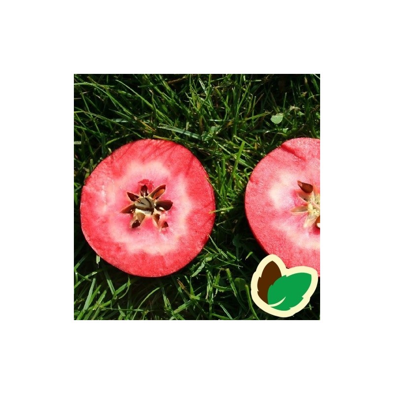 Æbletræ Vitalstar®