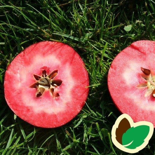 Æbletræ Vitalstar®