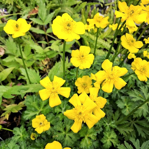 Dværg Engblomme - Trollius pumilus