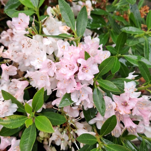 Dværg Rhododendron Bloombux Pink - Rhododendron micranthum Bloombux Pink