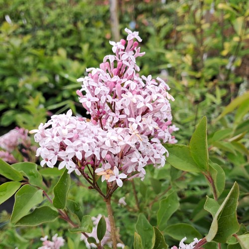 Dværgsyren Flowerfesta White på 100 cm. stamme - Syringa meyeri Flowerfesta White