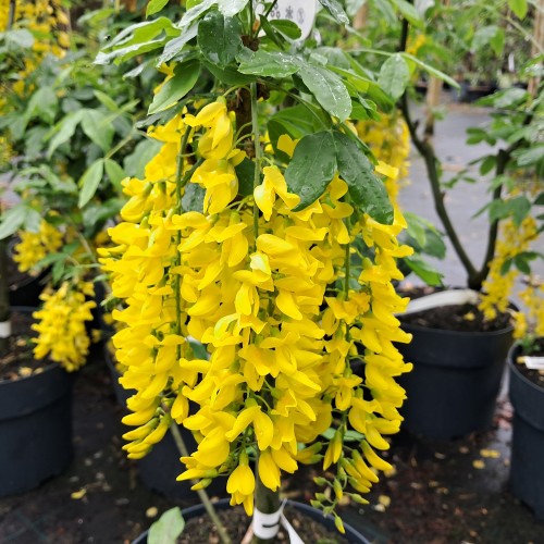 Guldregn 100-125 cm. - Laburnum watereri Vossii