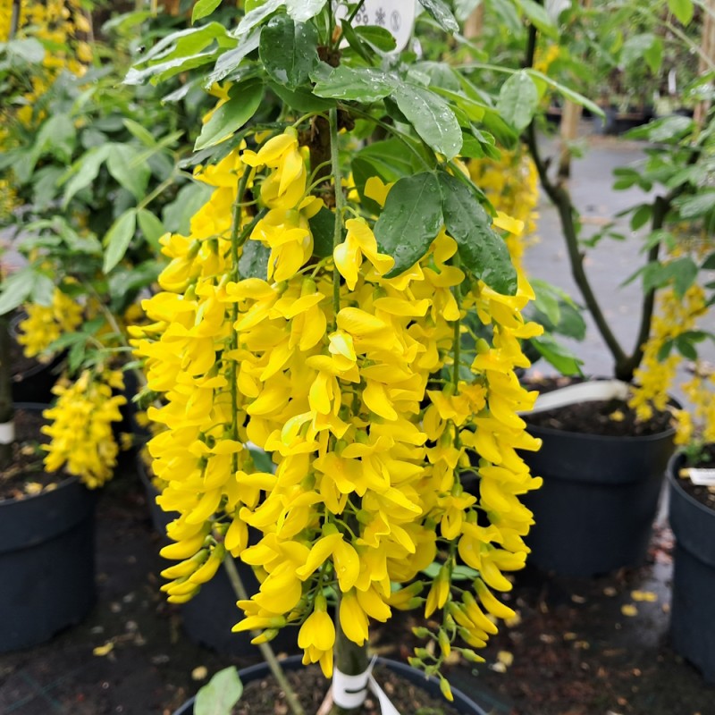 Guldregn 80-100 cm. - Bundt med 25 stk. barrodsplanter - Laburnum watereri Vossii