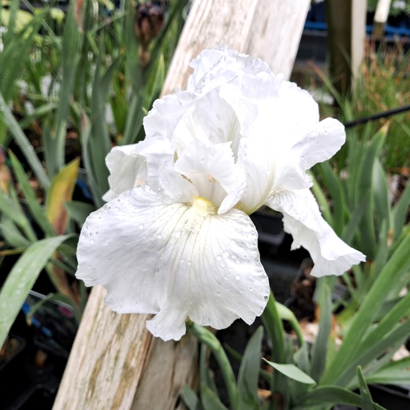 Haveiris Immortality - Iris germanica Immortality