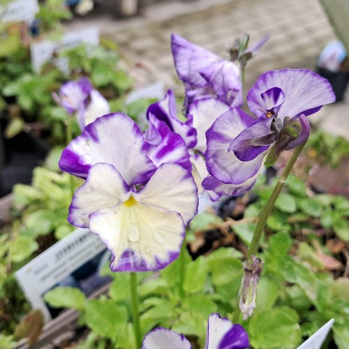 Hornviol Rebecca Cawthorne -  Viola cornuta Rebecca Cawthorne