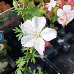 Hvid Blodrød Storkenæb Snowflake - Geranium sanguineum Snowflake