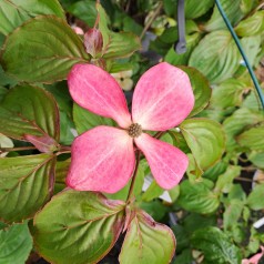 Koreakornel Satomi - Cornus kousa Satomi
