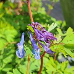 Lærkespore Spinners - Corydalis elata Spinners