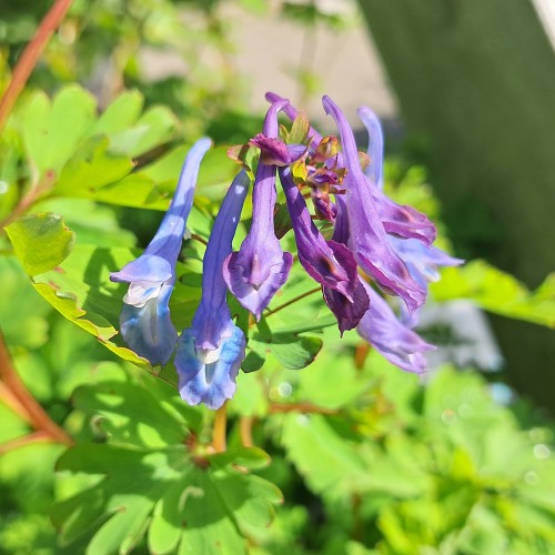 Lærkespore Spinners - Corydalis elata Spinners