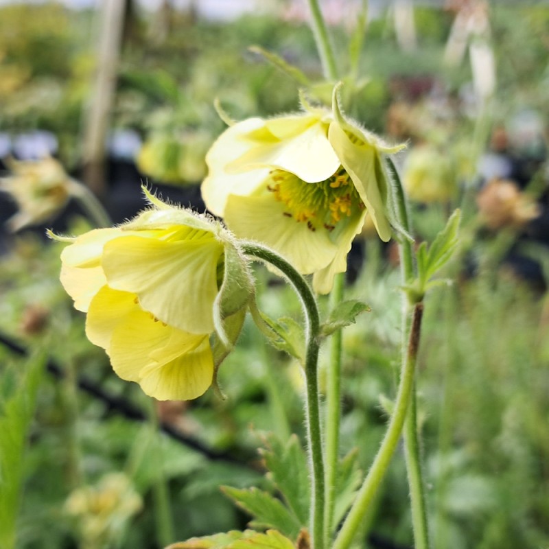 Nellikerod Tales of Hex - Geum rivale Tales of Hex