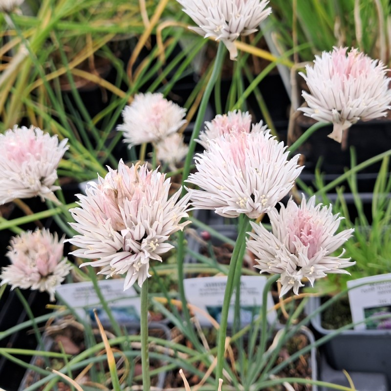 Purløg Elbe - Allium schoenoprasum Elbe
