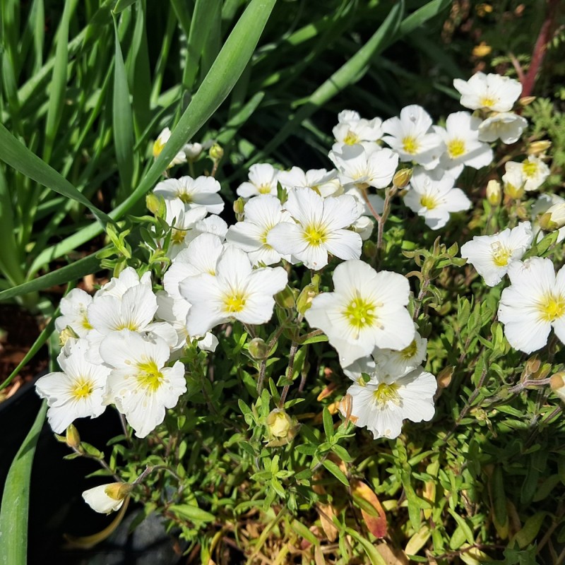 Sandvåner - Arenaria montana