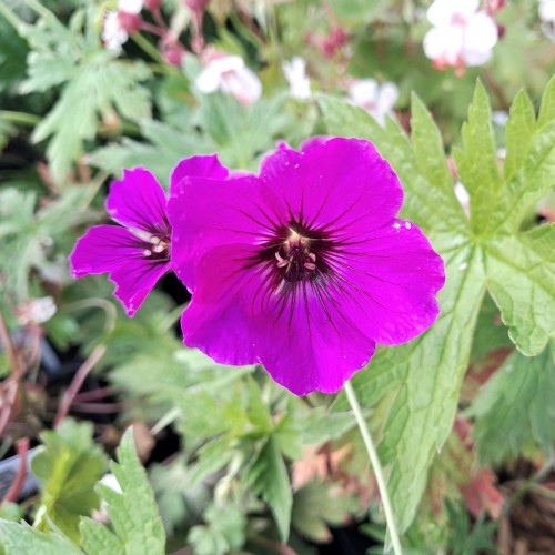 Storkenæb Psilostemon - Geranium Psilostemon