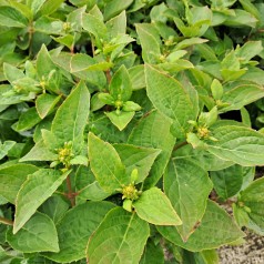 Syrenhortensia Switch Ophelia - Hydrangea paniculata Switch Ophelia