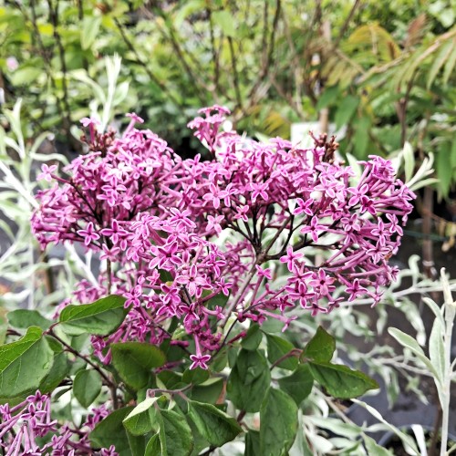 Dværgsyren Bloomerang Dark Purple 15-35 cm. - Syringa Bloomerang Dark Purple