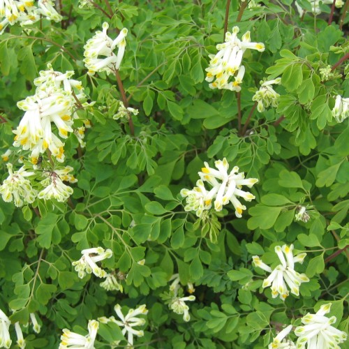 Lærkespore - Corydalis ochroleuca