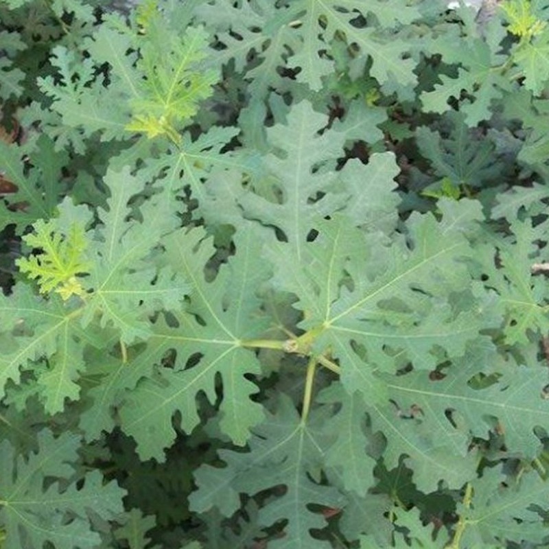 Figen Ice Crystal 10-20 cm. - Ficus carica Ice Crystal