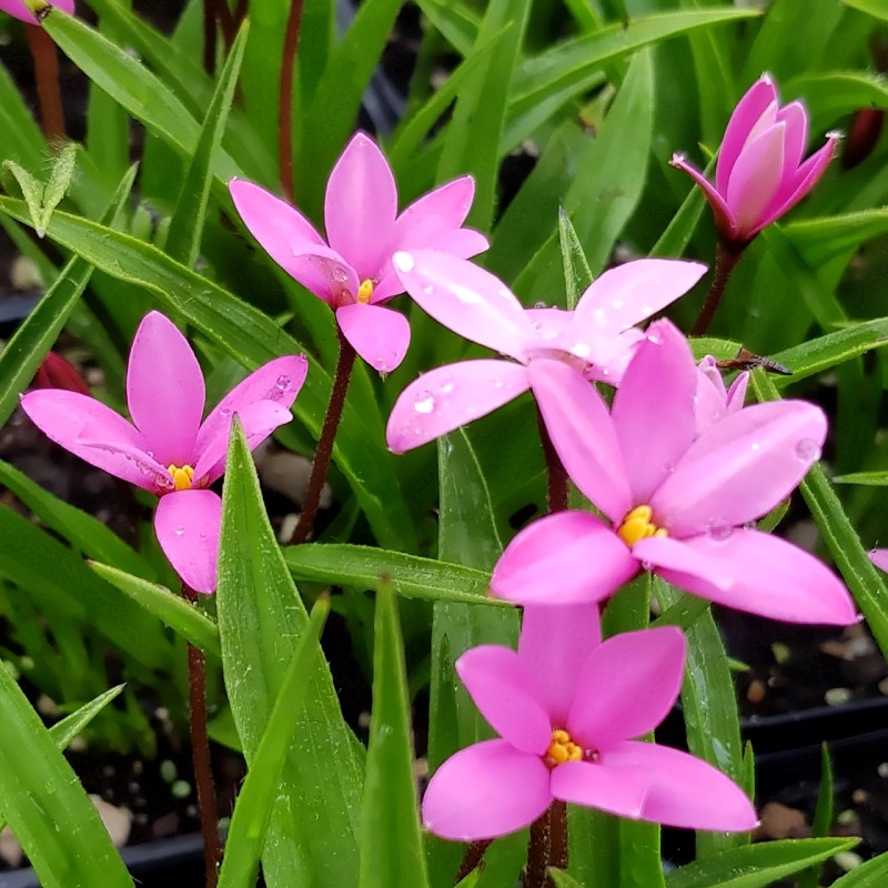 Afrikansk Bjergviol Hebron Farm Cerise - Rhodohypoxis (Rhodoxis) Hebron Farm Cerise