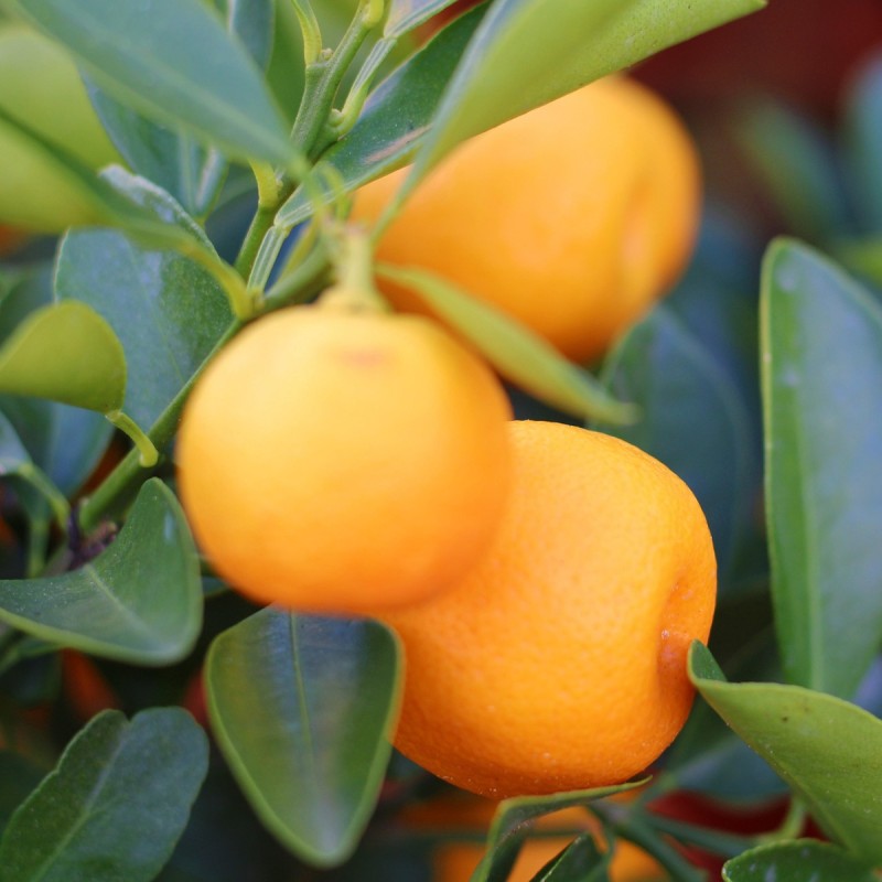 Mandarintræ 50-60 cm. - Citrus Mandarino