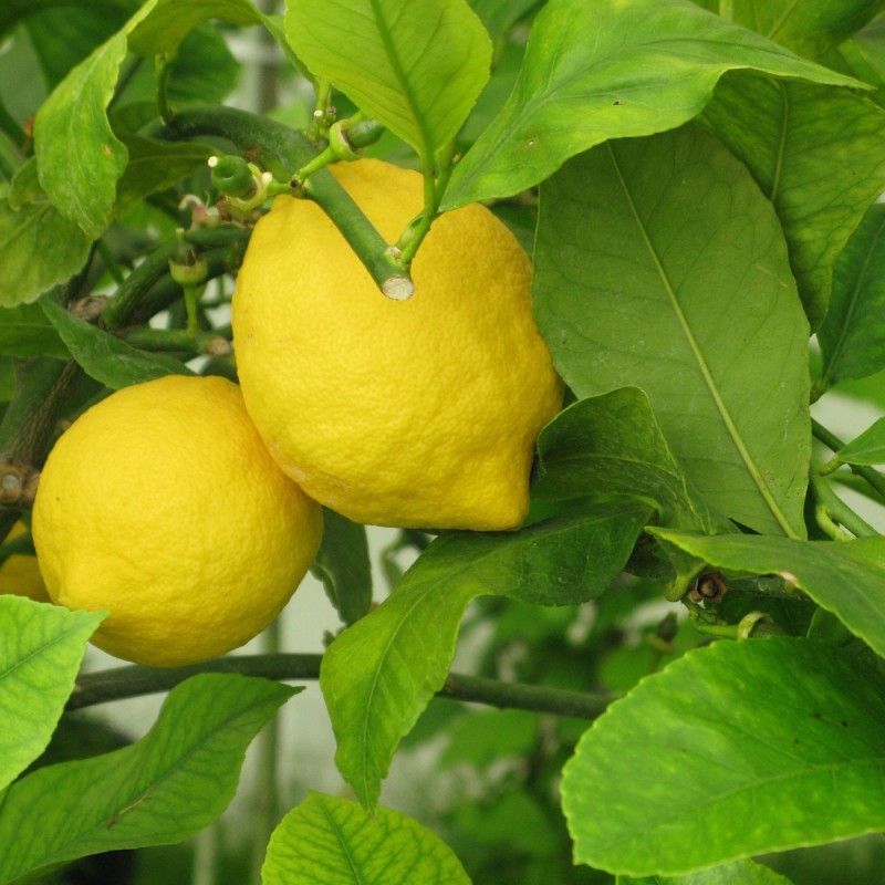 Citrontræ 50-60 cm. - Citrus Limon