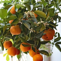 Klementin Træ 50-60 cm. - Citrus Clementino