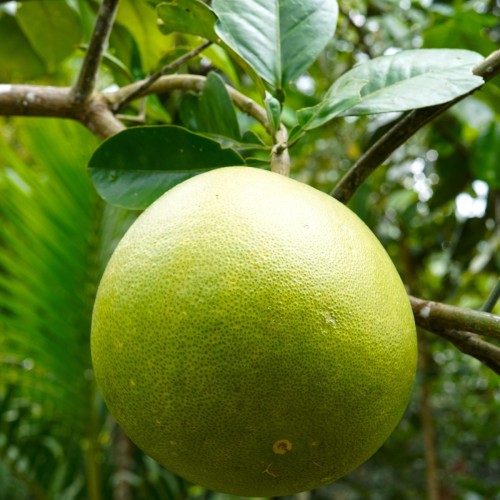 Grapefrugt Pompelmo 50-60 cm. - Citrus Pompelmo