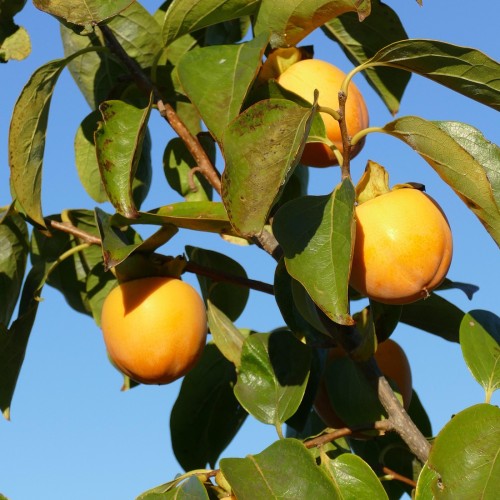 Asiatisk kaki (Daddelblomme) - Diospyros lotus