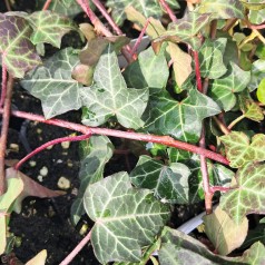 Almindelig Efeu - Hedera helix