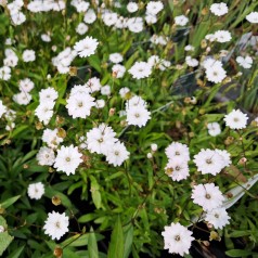 Alpe Limurt Starry Dreams - Silene alpestris Starry Dreams