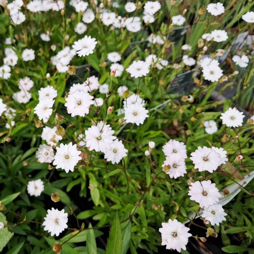 Alpe Limurt Starry Dreams - Silene alpestris Starry Dreams