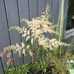 Astilbe Deutschland - Astilbe japonica Deutschland