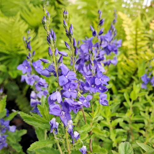 Bredbladet Ærenpris True Blue - Veronica austriaca True Blue
