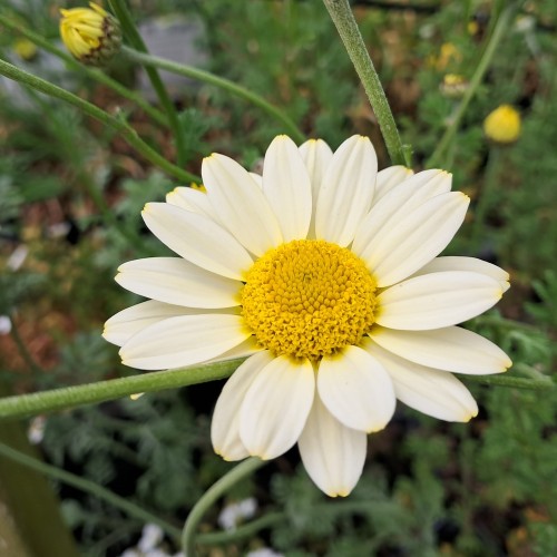 Farve-Gåseurt Sauce Hollandaise - Anthemis tinctoria Sauce Hollandaise