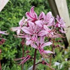 Gasplante - Dictamnus albus var. caucasicus