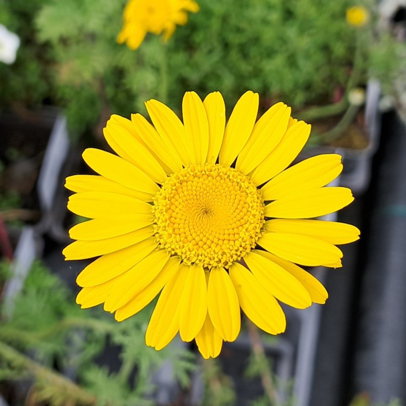 Gåseurt Kelwayi - Anthemis tinctoria Kelwayi