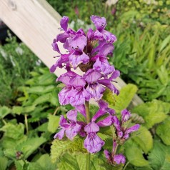 Havebetonia Superba - Stachys (Betonica) grandiflora Superba
