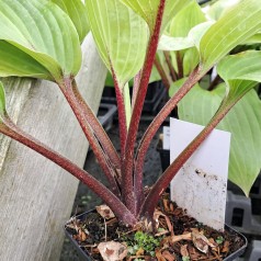 Hosta hybrid Purple Heart