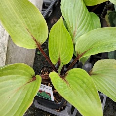 Hosta hybrid Purple Heart