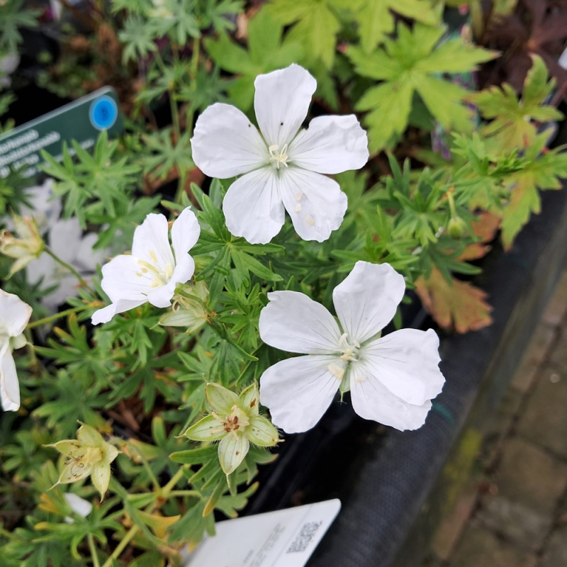 Hvid Blodrød Storkenæb Snowflake - Geranium sanguineum Snowflake
