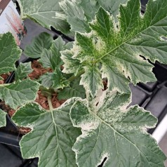 Bjørnetidsel Whitewater -...