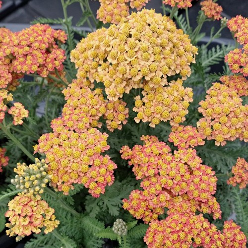 Røllike Milly Rock Yellow-Terracotta - Achillea millefolium Milly Rock Yellow-Terracotta