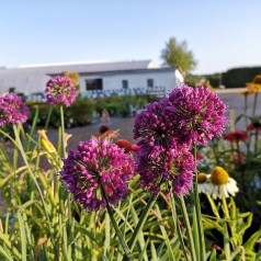 Prydløg Lavender Bubbles - Allium Lavender Bubbles