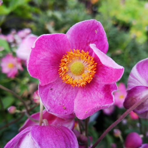 Høstanemone Fantasy Jasmine - Anemone japonica Fantasy Jasmine