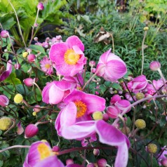 Høstanemone Fantasy Jasmine - Anemone japonica Fantasy Jasmine