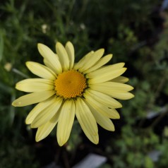 Gåseurt E. C. Buxton - Anthemis tinctoria E. C. Buxton