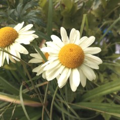 Gåseurt E. C. Buxton - Anthemis tinctoria E. C. Buxton