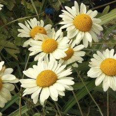 Gåseurt E. C. Buxton - Anthemis tinctoria E. C. Buxton